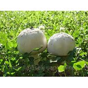 Мицелий (грибница) ШАМПИНЬОНА ПОЛЕВОГО маточный зерновой биологически высушеный New фото