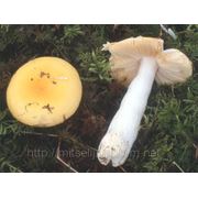 Мицелий (грибница) СЫРОЕЖКИ ЗОЛОТИСТО-ЖЕЛТОЙ маточный зерновой биологически высушеный фото