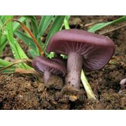 Мицелий (грибница) СИНИЧКИ ( ЛЕПИСТА ГРЯЗНАЯ ) маточный зерновой биологически высушеный фото