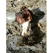 Мицелий (грибница) СТРОЧКА ОБЫКНОВЕННОГО маточный зерновой биологически высушеный фото