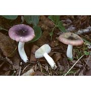 Мицелий (грибница) СЫРОЕЖКИ ЛОМКОЙ маточный зерновой биологически высушеный фото