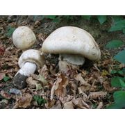 Мицелий (грибница) ШАМПИНЬОНА МАШКИ маточный зерновой биологически высушеный New фото