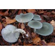 Мицелий (грибница) ГОВОРУШКИ АНИСОВОЙ ДУШИСТОЙ маточный зерновой биологически высушеный фото