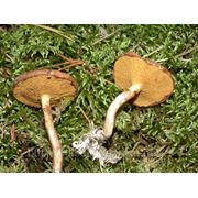 Мицелий (грибница) МАСЛЕНКА БОЛОТНОГО ЖЕЛТОВАТОГО маточный зерновой биологически высушеный фото