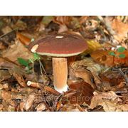 Мицелий Польского гриба ( моховик) фото
