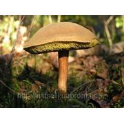 Мицелий (грибница) МОХОВИКА ЗЕЛЕНОГО маточный зерновой биологически высушеный фото