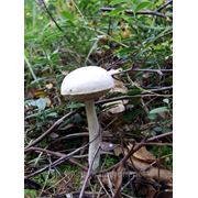 Мицелий (грибница) ПОДБЕРЕЗОВИКА БОЛОТНОГО БЕЛОГО маточный зерновой биологически высушеный фото