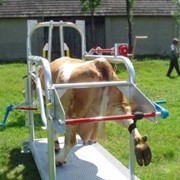 Станок для фиксации коров. фото