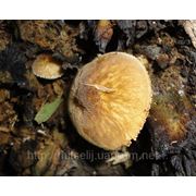 Мицелий (грибница) ПЛЮТЕЯ УМБРОВОГО ( ТЕНИСТЫЙ, ЗОНТИЧНЫЙ ) маточный зерновой биологически высушеный фотография