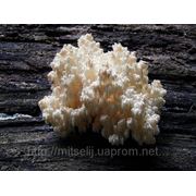 Мицелий (грибница) ЕЖОВИКА КОРАЛЛОВИДНОГО маточный зерновой биологически высушеный фото