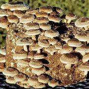 Мицелий (грибница) ШИИТАКЕ ШТАММ 370 маточный зерновой биологически высушеный фотография