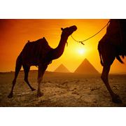 Горячие туры в Египет фото