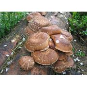 Мицелий грибов Шиитаке 1 кг фото