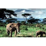 Тур Северный Парки Танзании фото