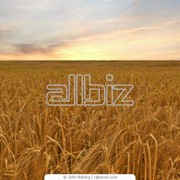 Пшеница твердая фото