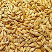 Пшеница мягкая на экспорт фотография