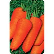 Морковь шантане королевская (Луганск) семена моркови семя моркови семена моркови купить сорта моркови семена продажа семян цена на семена.