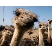 Комбикорм для страусов купить (продажа) оптом в Черкассах (Черкассы Украина) Цена от производителя