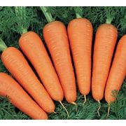 Морковь среднеспелая морковь ранняя столовые корнеплоды морковь свежая морковь овощи свежие овощи продукты продукты питания экспорт Украина купить продажа продам опт фотография