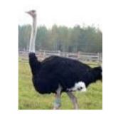 Комбикорм для страусов фото