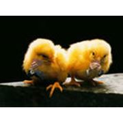 Биокорма для сельскохозяйственной птицы в Украине Купить Цена Фото Биокорм для сельскохозяйственных птиц биокорма для птиц