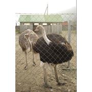 Комбикорм для страусов от производителя фото
