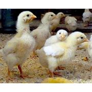 Комбикорм для цыплят бройлеров ПК 5-4 старт для бройлеров 1-21 день