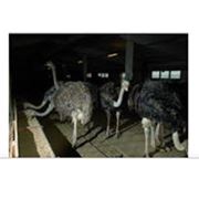 Комбикорм для страусов фотография