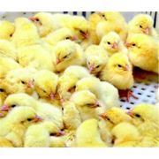 Корм для цыплят ПК 2-6 старт для цыплят несушек 0-8 нед