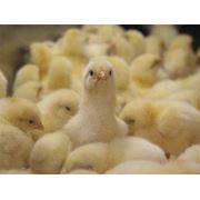 Комбикорм для цыплят-бройлеров.Корм для бройлеров старт от 36 дней. фото