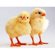 Комбикорм для цыплят-бройлеров ТМ “Хлебная Гавань“ фото