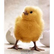 Комбикорм для цыплят-бройлеров возрастом 1-3 недели(старт)