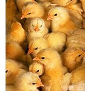 Комбикорм для цыплят-бройлеров Провими фото