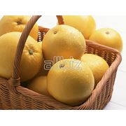 Грейпфруты оптом в Украине Купить Цена Фото