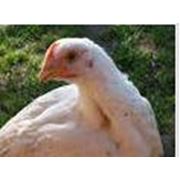 Комбикорм для цыплят-бройлеров фото