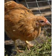 Комбикорм ПК Н Молодняка (11-17 недель) фото