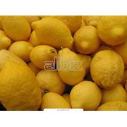 Лимоны оптом в Украине Купить Цена Фото