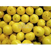 Грейпфрут желтый оптом в Украине Купить Цена Фото