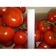 tomato branch начинается с ноября 2013