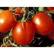 Томаты помидоры тепличные фотография