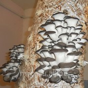 Мицелий грибов Вешенка фото