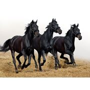 Прокат лошадей фотография