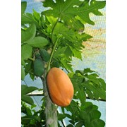 Выращивание папайи дома. Папайя высота 40-80 см фото