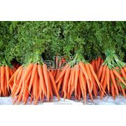 Морковь ранняя продам оптом от производителя (Канада Canada) фото