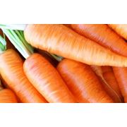 Морковь ранняя столовые корнеплоды морковь свежая морковь овощи свежие овощи продукты продукты питания экспорт Украина купить продажа продам опт фото