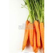 Морковь ранняя