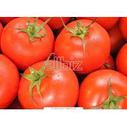 Купить томаты оптом цена