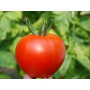 Семена томатов Тл 142 F1 семена купить семена семена помидор семена помидора семена помидоров украина