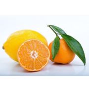 Продажа цитрусовых оптом фрукты цитрусовые турецкие апельсины грейпфруты красные и желтые опт. фотография