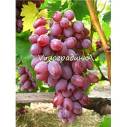 Саженцы винограда (сорт Кишмиш Лучистый) фотография